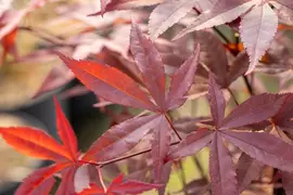 Acer palmatum 'Fireglow' (Japanse esdoorn 'Fireglow') - afbeelding 13