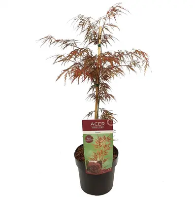 Acer palmatum 'Garnet' (Japanse esdoorn) 45cm - afbeelding 1