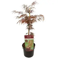 Acer palmatum 'Garnet' (Japanse esdoorn) 45cm - afbeelding 1