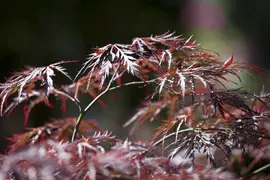 Acer palmatum 'Garnet' (Japanse esdoorn) 45cm - afbeelding 10