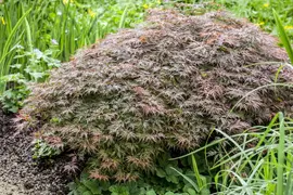 Acer palmatum 'Garnet' (Japanse esdoorn) 45cm - afbeelding 11