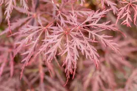 Acer palmatum 'Garnet' (Japanse esdoorn) 45cm - afbeelding 21