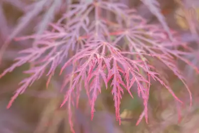 Acer palmatum 'Garnet' (Japanse esdoorn) 45cm - afbeelding 23