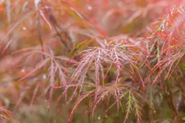 Acer palmatum 'Garnet' (Japanse esdoorn) 45cm - afbeelding 25