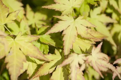 Acer palmatum 'Katsura' (Japanse esdoorn 'Katsura') - afbeelding 1