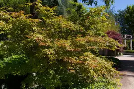 Acer palmatum 'Katsura' (Japanse esdoorn 'Katsura') - afbeelding 2