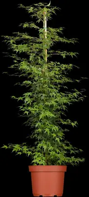 Acer palmatum 'Little Princess' (Japanse esdoorn 'Little Princess') - afbeelding 1