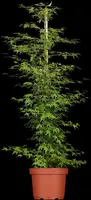 Acer palmatum 'Little Princess' (Japanse esdoorn 'Little Princess') - afbeelding 1