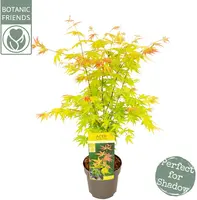 Acer palmatum 'Orange Dream' (Japanse esdoorn) 50cm - afbeelding 1
