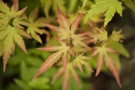 Acer palmatum 'Orange Dream' (Japanse esdoorn) 50cm - afbeelding 4
