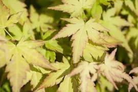 Acer palmatum 'Orange Dream' (Japanse esdoorn) 50cm - afbeelding 7