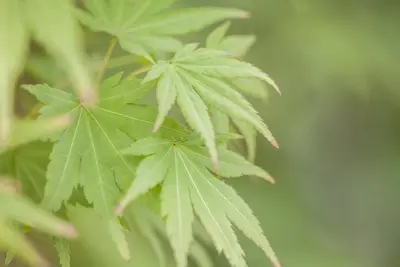 Acer palmatum 'Orange Dream' (Japanse esdoorn) 50cm - afbeelding 8