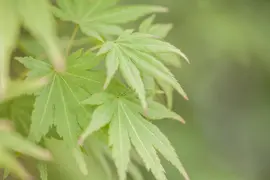 Acer palmatum 'Orange Dream' (Japanse esdoorn) 50cm - afbeelding 8