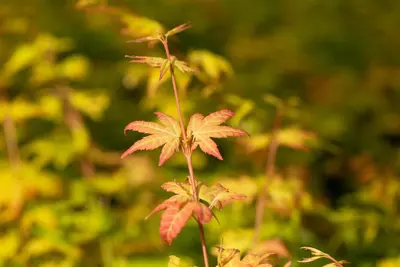 Acer palmatum 'Orange Dream' (Japanse esdoorn) 50cm - afbeelding 12