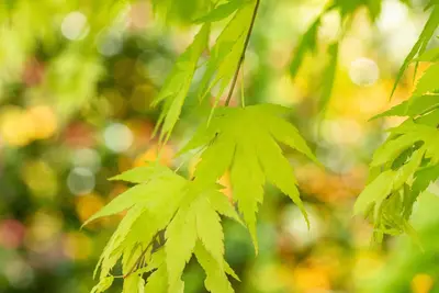 Acer palmatum 'Orange Dream' (Japanse esdoorn) 50cm - afbeelding 13