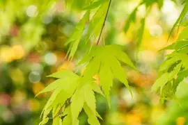 Acer palmatum 'Orange Dream' (Japanse esdoorn) 50cm - afbeelding 13