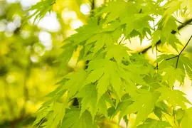 Acer palmatum 'Orange Dream' (Japanse esdoorn) 50cm - afbeelding 14