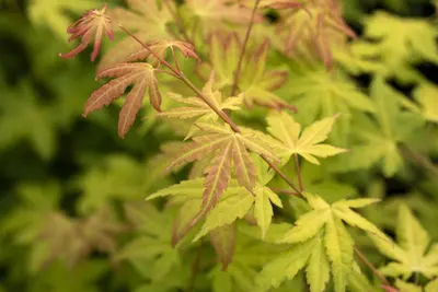 Acer palmatum 'Orange Dream' (Japanse esdoorn) 50cm - afbeelding 16