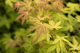 Acer palmatum 'Orange Dream' (Japanse esdoorn) 50cm - afbeelding 16