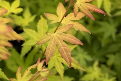 Acer palmatum 'Orange Dream' (Japanse esdoorn) 50cm - afbeelding 17