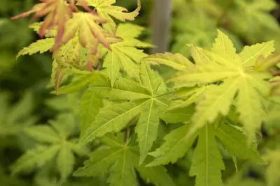 Acer palmatum 'Orange Dream' (Japanse esdoorn) 50cm - afbeelding 18
