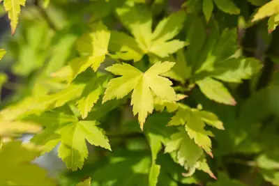 Acer palmatum 'Orange Dream' (Japanse esdoorn) 50cm - afbeelding 21
