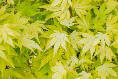 Acer palmatum 'Orange Dream' (Japanse esdoorn) 50cm - afbeelding 22