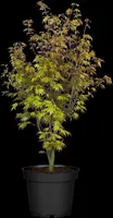 Acer palmatum 'Orange Dream' (Japanse esdoorn) 50cm - afbeelding 9