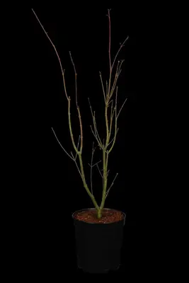 Acer palmatum 'Orange Dream' (Japanse esdoorn) 50cm - afbeelding 2