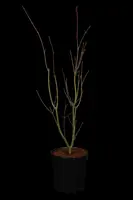 Acer palmatum 'Orange Dream' (Japanse esdoorn) 50cm - afbeelding 2