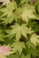 Acer palmatum 'Orange Dream' (Japanse esdoorn) 50cm - afbeelding 3