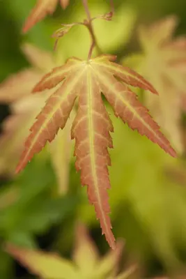 Acer palmatum 'Orange Dream' (Japanse esdoorn) 50cm - afbeelding 5
