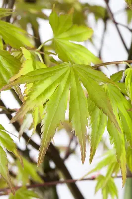 Acer palmatum 'Orange Dream' (Japanse esdoorn) 50cm - afbeelding 6