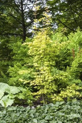 Acer palmatum 'Orange Dream' (Japanse esdoorn) 50cm - afbeelding 10