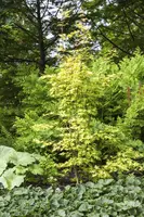 Acer palmatum 'Orange Dream' (Japanse esdoorn) 50cm - afbeelding 10