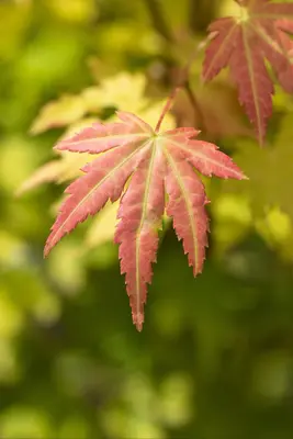 Acer palmatum 'Orange Dream' (Japanse esdoorn) 50cm - afbeelding 19
