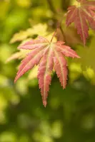 Acer palmatum 'Orange Dream' (Japanse esdoorn) 50cm - afbeelding 19