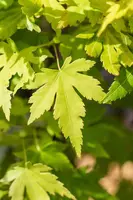 Acer palmatum 'Orange Dream' (Japanse esdoorn) 50cm - afbeelding 20
