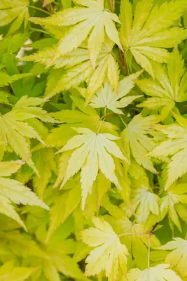 Acer palmatum 'Orange Dream' (Japanse esdoorn) 50cm - afbeelding 23