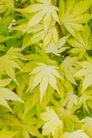 Acer palmatum 'Orange Dream' (Japanse esdoorn) 50cm - afbeelding 23