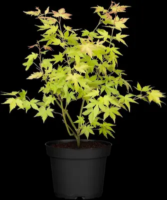 Acer palmatum 'Orange Dream' (Japanse esdoorn) 50cm - afbeelding 11