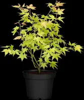 Acer palmatum 'Orange Dream' (Japanse esdoorn) 50cm - afbeelding 11