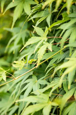 Acer palmatum 'Ryusen' (Japanse esdoorn 'Ryusen') - afbeelding 2