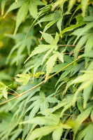 Acer palmatum 'Ryusen' (Japanse esdoorn 'Ryusen') - afbeelding 2