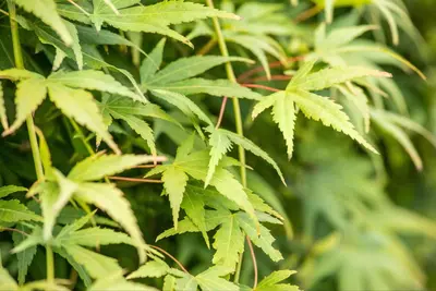 Acer palmatum 'Ryusen' (Japanse esdoorn 'Ryusen') - afbeelding 3