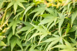 Acer palmatum 'Ryusen' (Japanse esdoorn 'Ryusen') - afbeelding 1