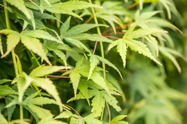 Acer palmatum 'Ryusen' (Japanse esdoorn 'Ryusen') - afbeelding 3