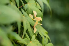 Acer palmatum 'Ryusen' (Japanse esdoorn 'Ryusen') - afbeelding 5