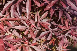 Acer palmatum 'Shaina' (Japanse Esdoorn) 50cm - afbeelding 7