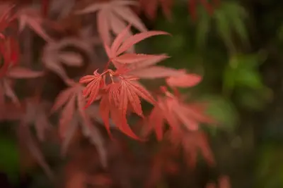Acer palmatum 'Shaina' (Japanse Esdoorn) 50cm - afbeelding 9